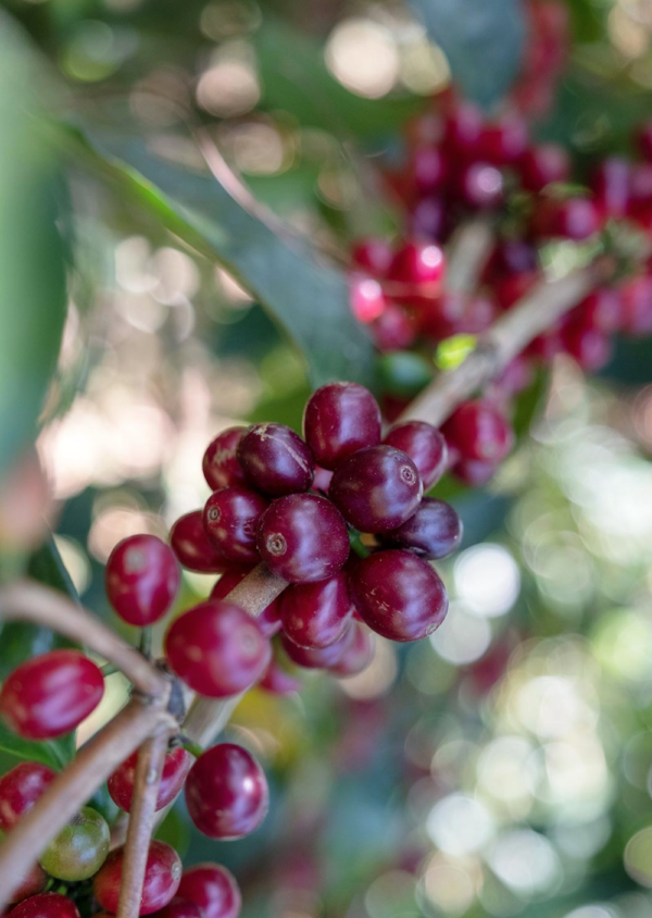 Eine Nahaufnahme eines Clusters reifer, roter Kaffeekirschen, die noch an einem Ast hängen, umgeben von grünen Blättern. Der Hintergrund ist leicht verschwommen, wodurch der Fokus auf den leuchtenden Kirschen liegt, die bereit zur Ernte sind.